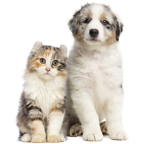 Adiestramiento en Vitoria-Gasteiz